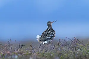 Shorebird: Great Snipe display