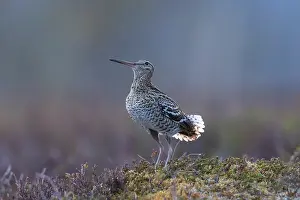 Shorebird: Great Snipe display