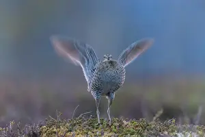 Shorebird: Great Snipe display