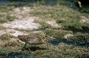 Maureen Brown: Great Snipe - feeding