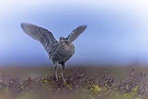 Swedish: Great snipe (Gallinago media)