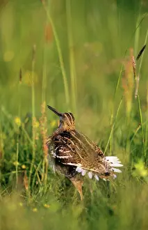 Snipes: GREAT SNIPE - male lekking / display