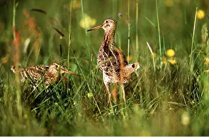 Snipe: GREAT SNIPE - x two in meadow
