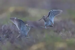 Fight: Great Snipes