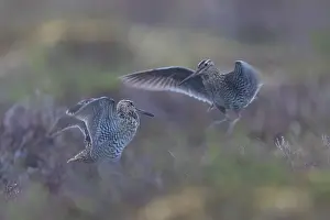 Fight: Great Snipes