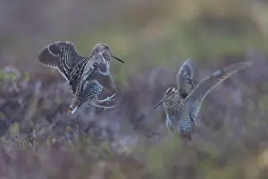 Fight: Great Snipes