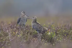 Fight: Great Snipes