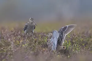 Fight: Great Snipes