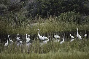 Kinds: Great and Snowy Egrets