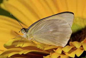 Duval: Great Southern White Butterfly