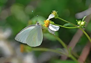 Needles: Great Southern White Butterfly