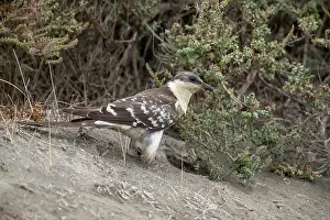 Cyprus: Great Spotted Cuckoo