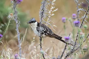 Cyprus: Great Spotted Cuckoo