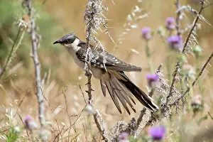 Cyprus: Great Spotted Cuckoo