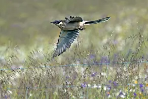 Verde: Great Spotted Cuckoo - in flight Castro Verde