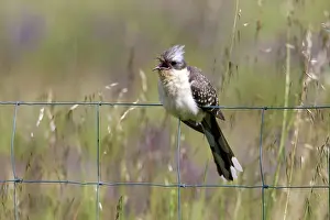 Clamator: Great Spotted Cuckoo - male perched on fence Castro