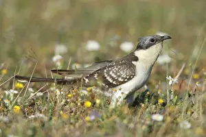 Clamator: Great Spotted Cuckoo - on meadow