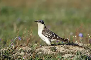 Clamator: Great Spotted Cuckoo - on meadow