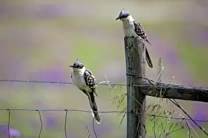Clamator: Great Spotted Cuckoo - pair perched on fence Castro