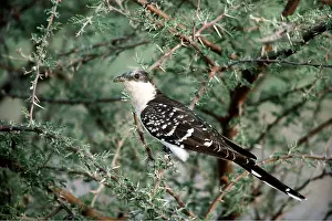 Clem Haagner: GREAT SPOTTED CUCKOO - on thorny bush