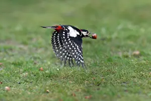 Hazelnuts: Great-Spotted / Greater-Spotted Woodpecker - in