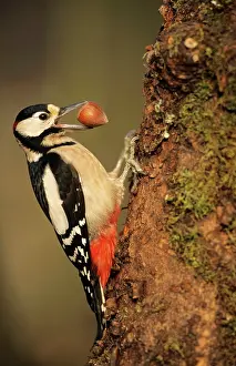 Hazelnuts: Great-Spotted / Greater-Spotted WOODPECKER - With
