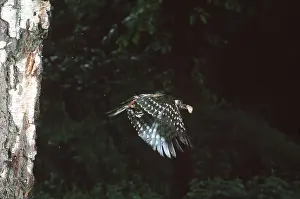 Grub: Great-Spotted / Greater-Spotted Woodpecker - in