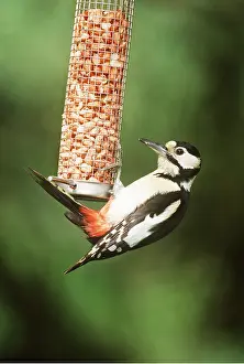 Nuts: Great-Spotted / Greater-spotted Woodpecker - On