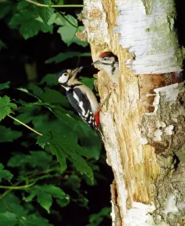 Mark Walker: Great-Spotted / Greater-spotted Woodpecker - adult
