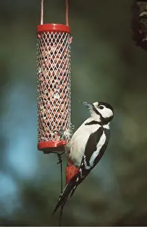 Nuts: Great-Spotted / Greater-Spotted WOODPECKER - on bird feeder