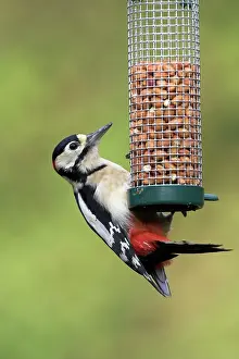 Peanuts: Great-Spotted / Greater-spotted Woodpecker - Feeding