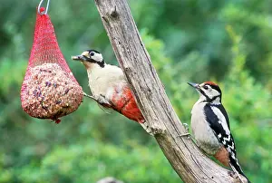 Suet: Great-Spotted / Greater-spotted WOODPECKER - female