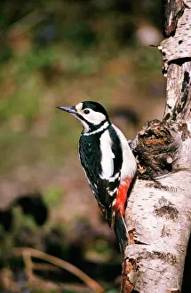 Mark Walker: Great-Spotted / Greater-spotted Woodpecker - female