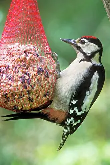 Suet: Great-Spotted / Greater-spotted WOODPECKER - male