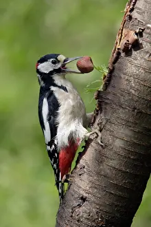 Hazelnuts: Great-Spotted / Greater-Spotted Woodpecker - male