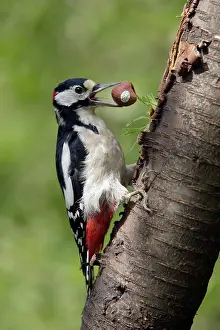 Hazelnuts: Great-Spotted / Greater-Spotted Woodpecker - male