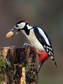 Acorns: Great-Spotted / Greater-Spotted WOODPECKER - male