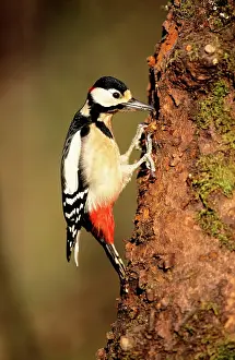 Hammering: Great-Spotted / Greater-Spotted WOODPECKER - Male