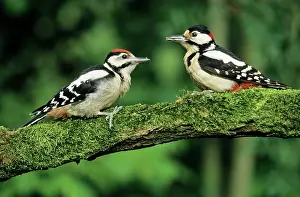 Father: Great-Spotted / Greater-Spotted WOODPECKER - Male
