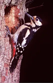 Holes: Great-Spotted / Greater-Spotted WOODPECKER - at nest