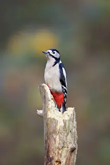 Deadwood: Great-Spotted / Greater-spotted Woodpecker - Perched