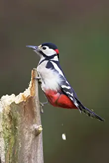 Deadwood: Great-Spotted / Greater-spotted Woodpecker - Perched