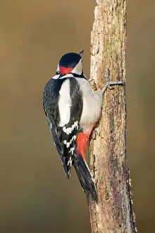 Nape: Great-Spotted / Greater-Spotted Woodpecker - Showing