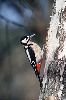 Woodpeckers: Great-Spotted / Greater-Spotted Woodpecker - on tree