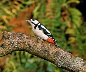 Mark Walker: Great-Spotted / Greater-spotted Woodpecker - in woodland