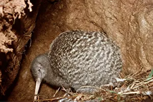 Kiwis: GREAT SPOTTED KIWI