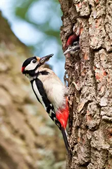 Nesthole: Great Spotted Woodpecker