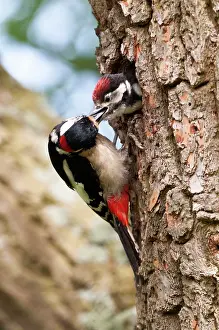 Treehole: Great Spotted Woodpecker