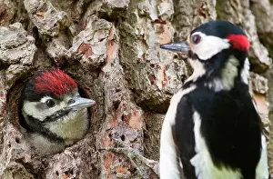 Treehole: Great Spotted Woodpecker
