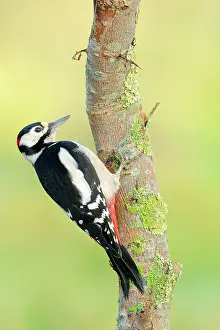 Ijsseldelta: Great Spotted Woodpecker